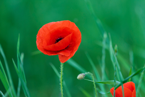 Poppy flower or papaver rhoeas poppy with the light. Flowers poppies blossom on wild field. Remembrance day concept. Horizontal remembrance day theme poster, greeting cards, headers, website and app\
