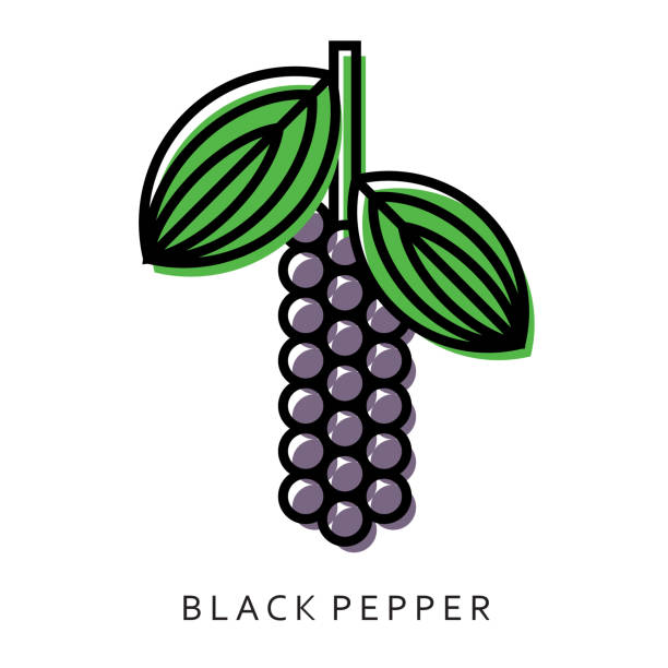 白い背景に孤立した黒胡椒の束。単純なアウトラインベクトル。 - pepper spice black peppercorn white background点のイラスト素材／クリップアート素材／マンガ素材／アイコン素材