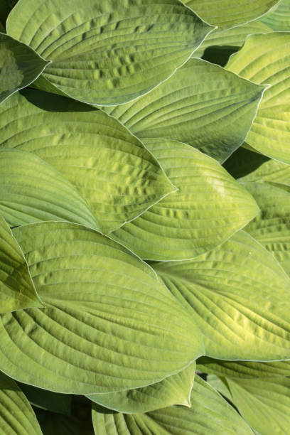 istock Green lush foliage host in the garden. 1405874288
