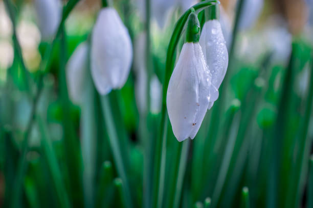 istock Snowdrops flowers in springtime, floral spring background 1405874321