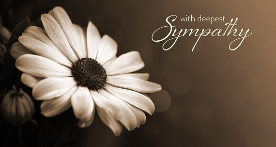 Sympathy card with African daisy in sepia tones