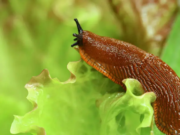 spanish slug in the garden on a lettuce leaf, close up of crawling snail on salad.