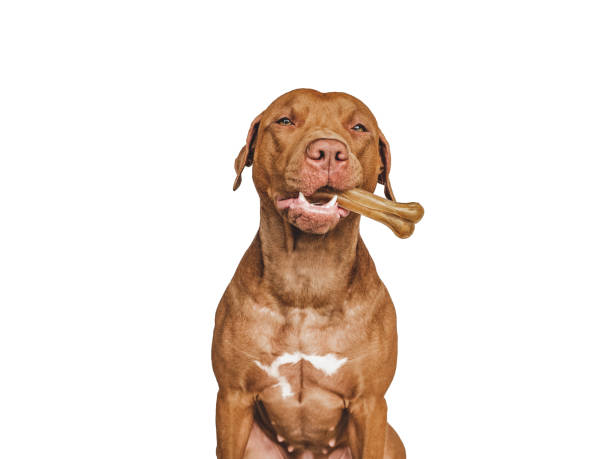 istock Lovable, pretty brown puppy, holding a bone 1405875018
