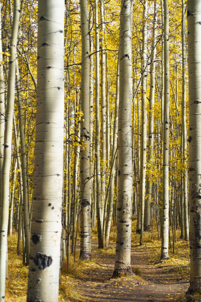 istock Aspen Trees at Kenosha Pass in Colorado 1405875307