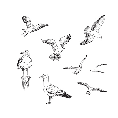 Set of hand drawn seagulls. Illustration of birds in different positions drawn in sketch style. Flying seagulls.