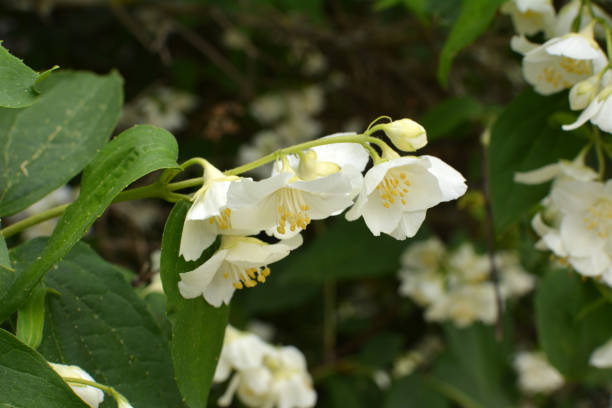istock Jasmine blooms in the garden 1405876573