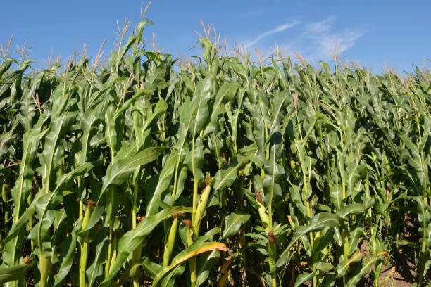 istock In the field on the background of the sky corn grows 1405876969