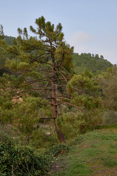 istock Large pine tree among the vegetation on a cloudy day 1405877805