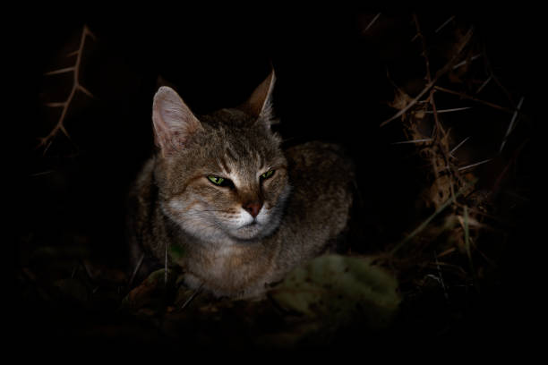 african wildcat - felis lybica mały kot pochodzący z afryki, azji zachodniej i środkowej w nocy, felis silvestris, szeroka gama siedlisk, szczególnie w pagórkowatych i górskich krajobrazach - nocturnal animal zdjęcia i obrazy z banku zdjęć