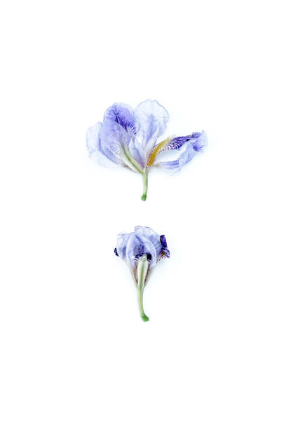 Iris flower collection. High quality photo