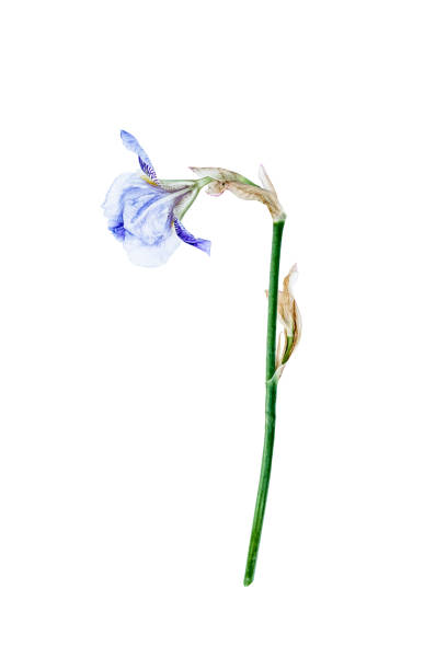 Iris flower. High quality photo