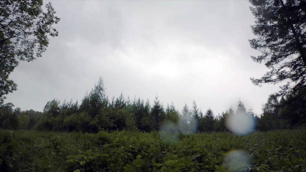 Photo of Landscape with forest edge on background of cloudy sky. Stock footage. View from below on forest edge with lush grass on background of towering green firs and cloudy sky with rain