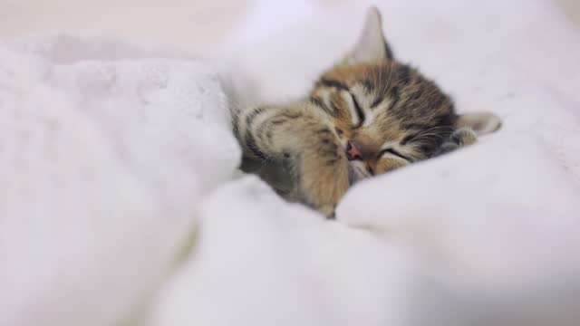 100+ Free Cute Cat & Cute Videos, HD & 4K Clips - Pixabay
