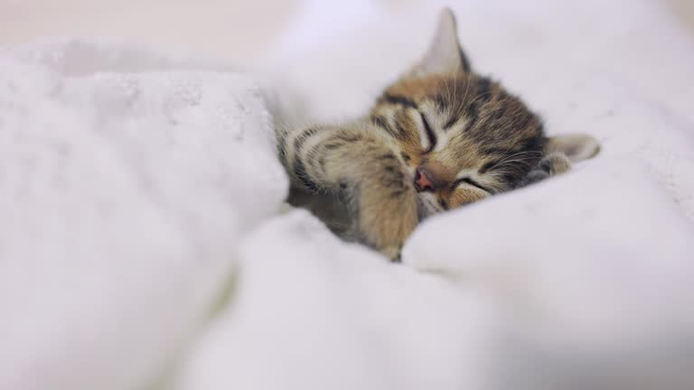 100+ Free Cute Cat & Cute Videos, HD & 4K Clips - Pixabay 100+ Free Cute Cat & Cute Videos, HD & 4K Clips - Pixabay