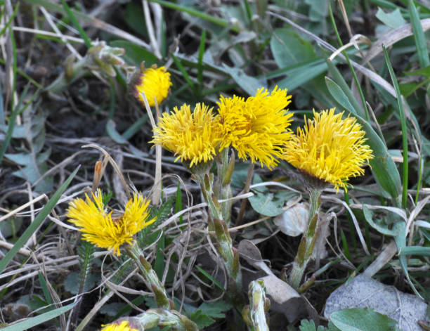 istock In nature, bloom early spring plant coltsfoot (Tussilago farfara) 1405879162