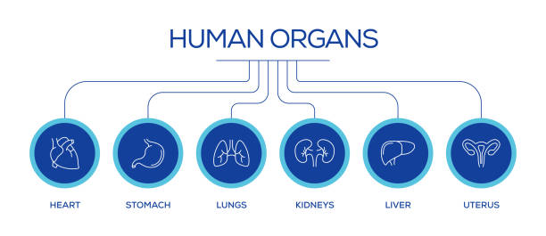 istock Human Organs and Anatomy Related Line Icons. Outline Symbol Collection 1405880544