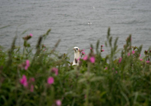 Pink flowers by the sea and a gannet stock photo