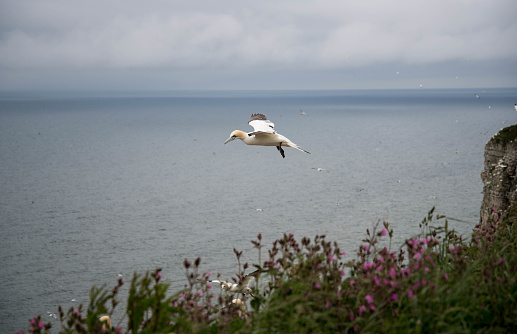 gannet birds in flight over the sea