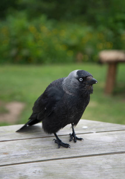 Jackdaw stock photo