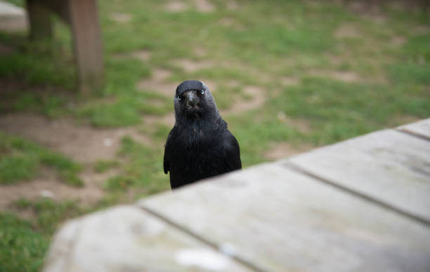 Jackdaw stock photo