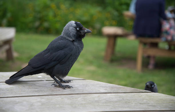 Jackdaw stock photo