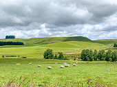 Flock of sheeps grazing in green farm, Ohakune, New Zealand