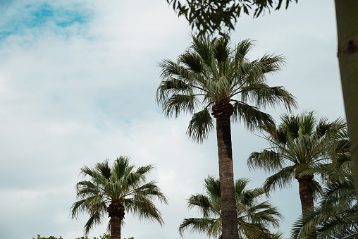 Palms tops against the backdrop of blue sky and clouds in Ciutadella Park in Barcelona, Spain.