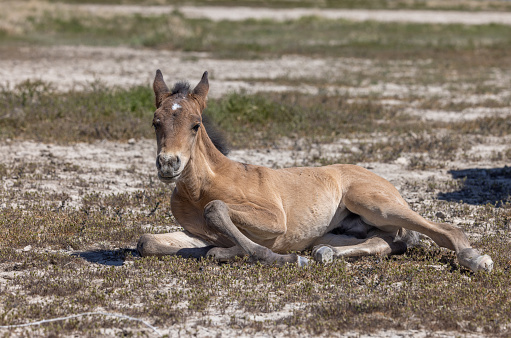 a cute wild horse foal in spring in the Utah desert