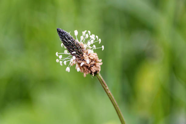 Nature as it exists in the garden in the summer