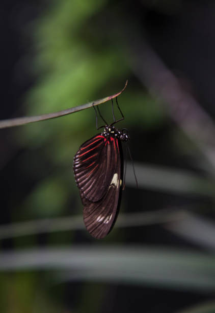 Butterfly stock photo