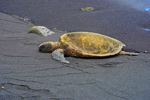 Endangered green sea turtles on Punaluu Black Sand Beach on the Big Island of Hawaii
