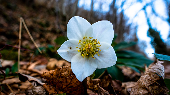 close up of white Helleborus niger with blurred forest in background