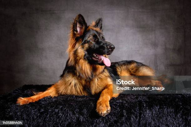 Long Haired German Shepherd Dog Stock Photo - Download Image Now - German Shepherd, Animal, Animal Hair