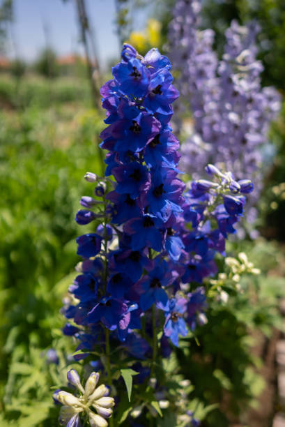 istock Blue Delphinium flowers 1405884500