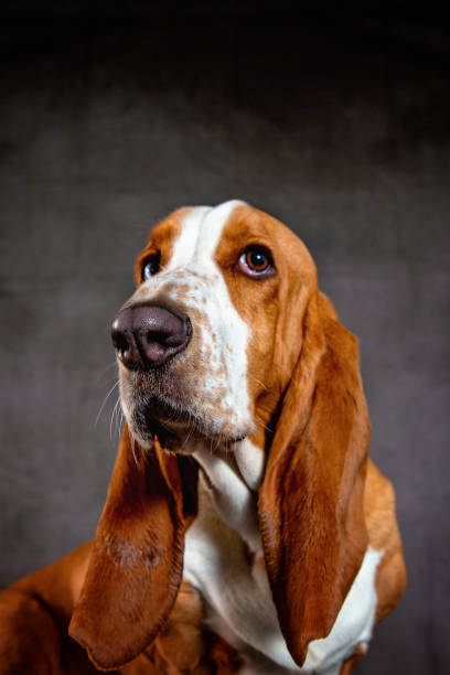 Basset Hound Dog Basset Hound Dog in the studio basset hound stock pictures, royalty-free photos & images