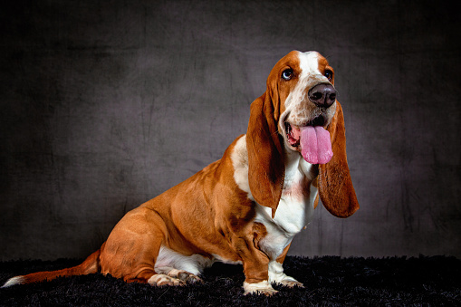 Basset Hound, two years old, sitting in front of white background.