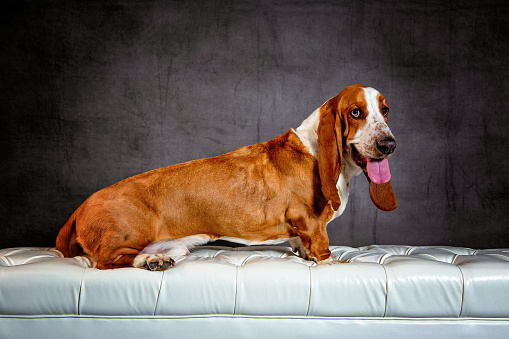 Close-up of a purebred Beagle. Pet animal is looking away. Dog against gray background. Vertical studio photography from a DSLR camera. Sharp focus on eyes.