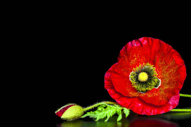 istock beautiful poppy on black background 1405885283