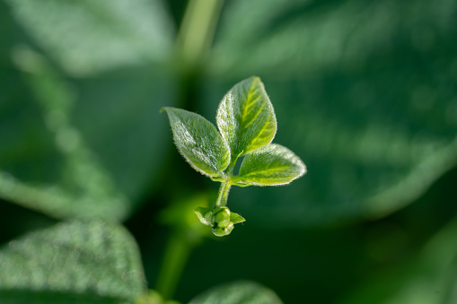 Seedlings growing in the sunlight, green beans