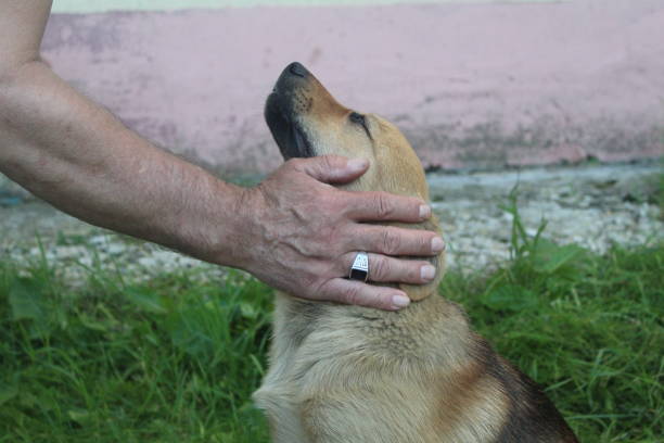 istock a man strokes a young dog 1405885661