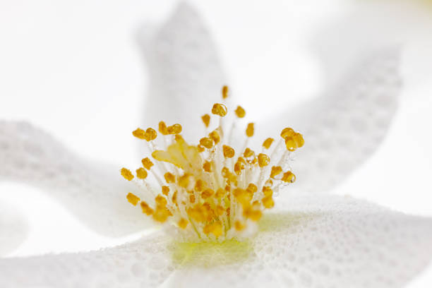 Macro of a jasmine flower covered with dew drops on a white background, close up view