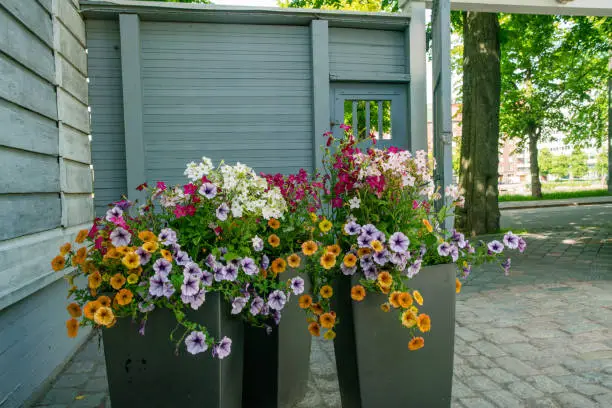 petunias  of  different amazing  colors in high pots  near Helsinki Botanical garden