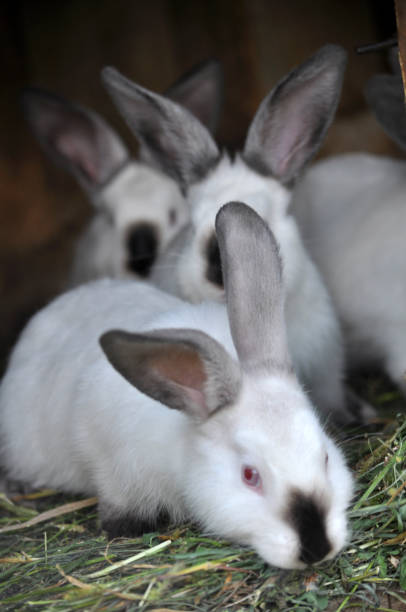 istock Young rabbits Californian breed 1405887249