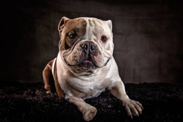 istock American Bulldog 1405887292