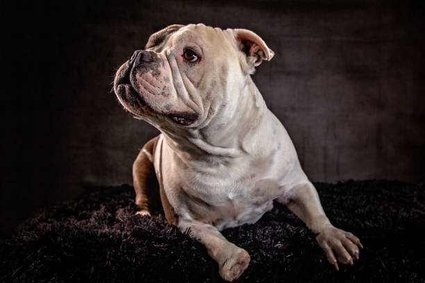 istock American Bulldog 1405887298