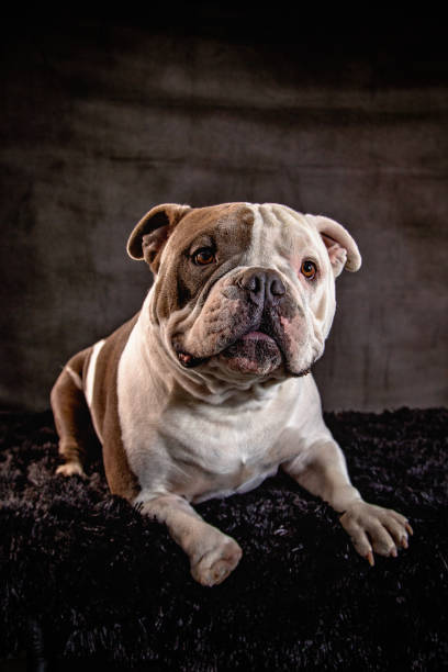 istock American Bulldog 1405887303