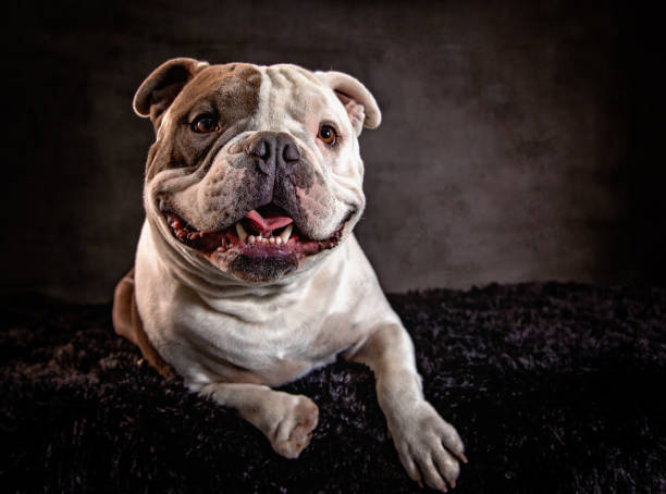 istock American Bulldog 1405887333