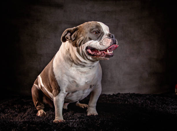 istock American Bulldog 1405887360