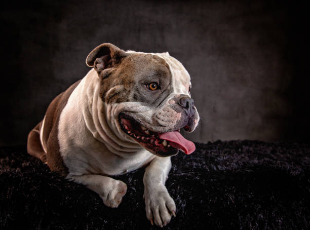istock American Bulldog 1405887365