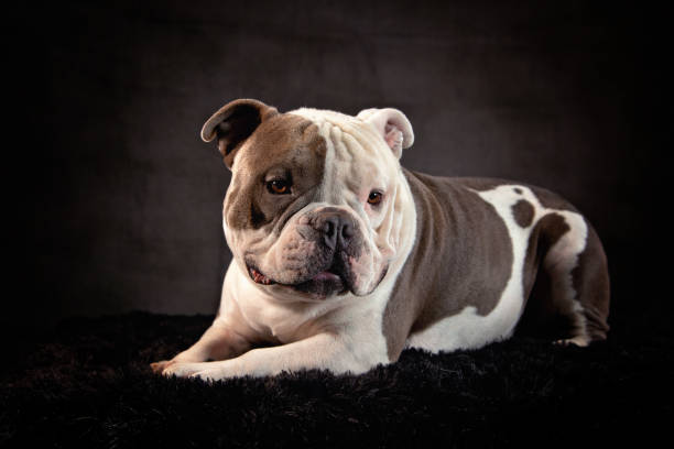 istock American Bulldog 1405887368